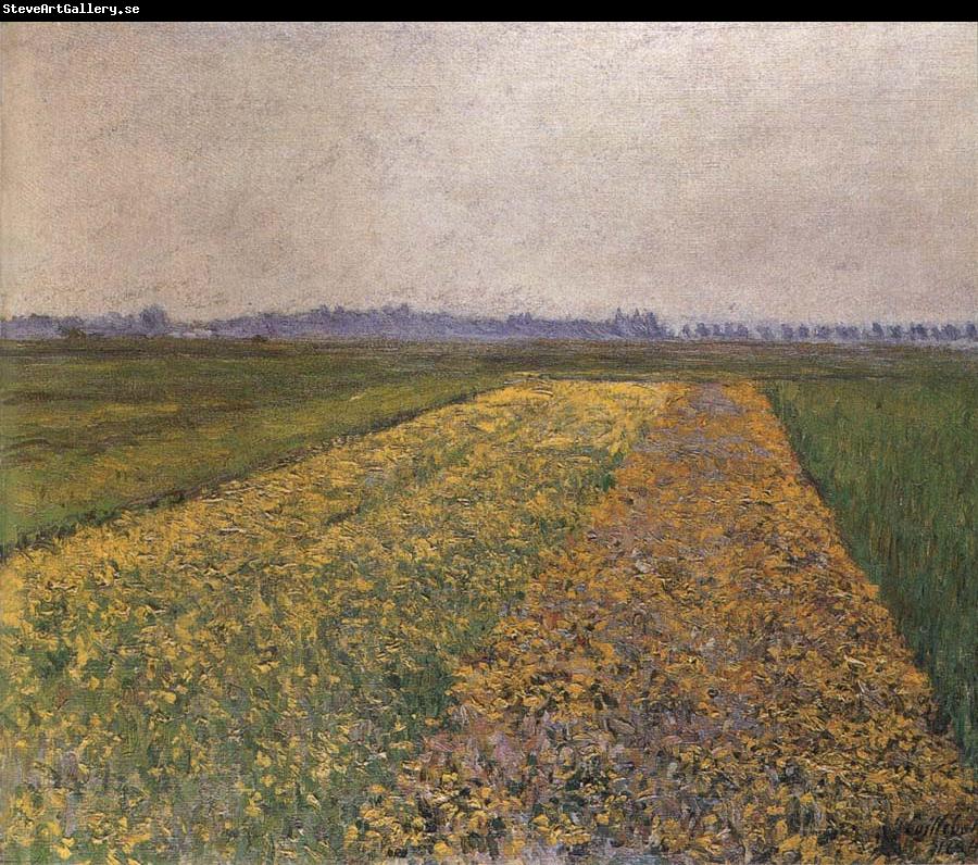 Gustave Caillebotte Yellow field